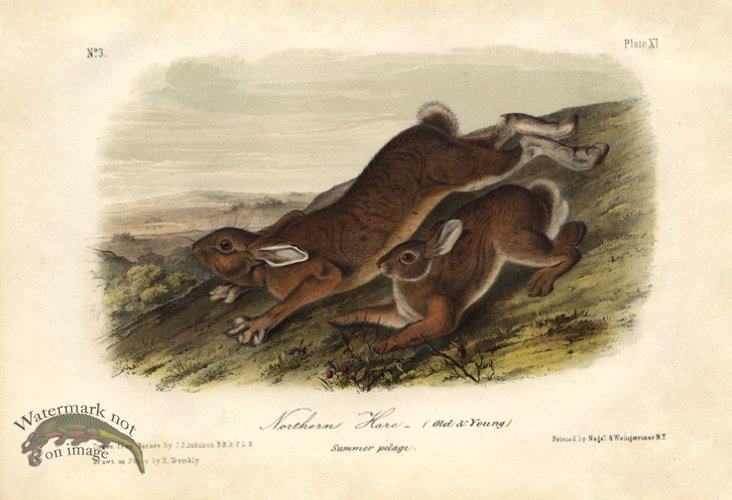 (image for) Northern Hare