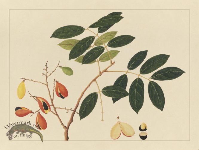 (image for) Andalas Botanicals 14