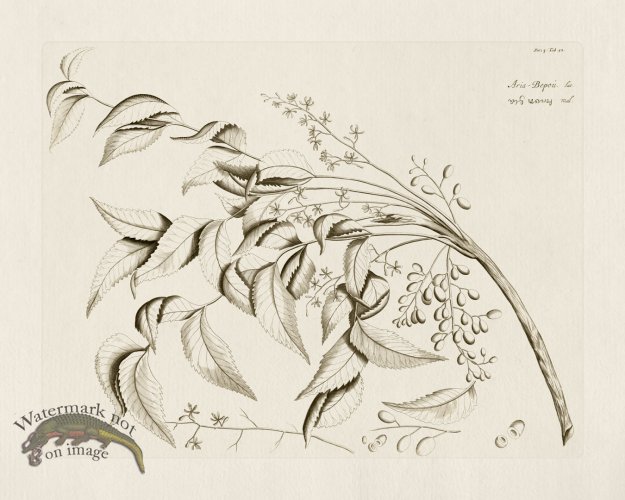 (image for) HORTUS VOL 04 52