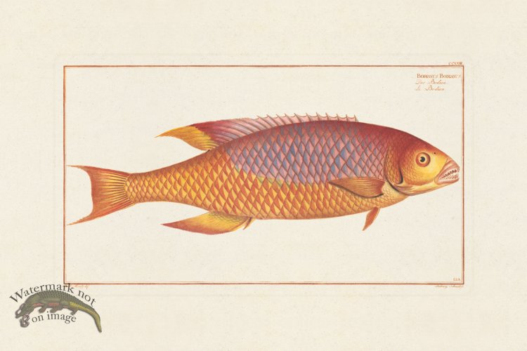 (image for) BLOCH FISH 223