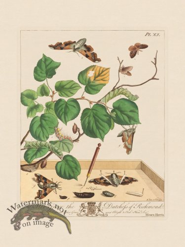 Moses Harris Insects 20