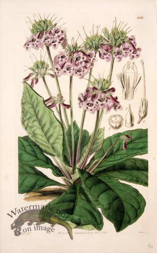 (image for) CBMS_0080