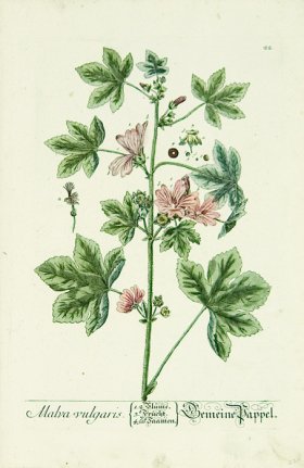 Blackwell German 223