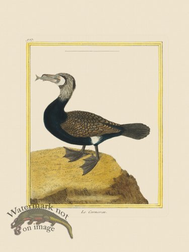 (image for) Martinet Bird 927