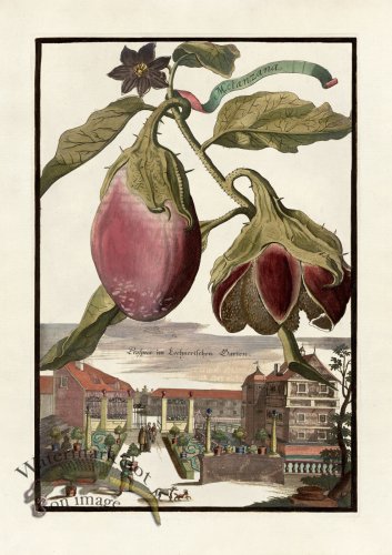 (image for) Volckamer 081