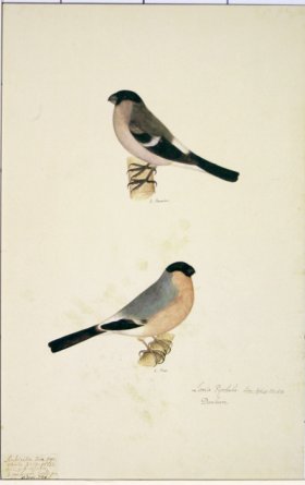 98 Swedish Birds . Loxia Pyrrhula, Eurasian Bullfinch, M.F