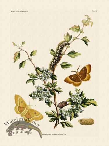 (image for) Wilkes Butterflies 052