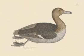 Rudbeck CFA 236 Tufted Duck