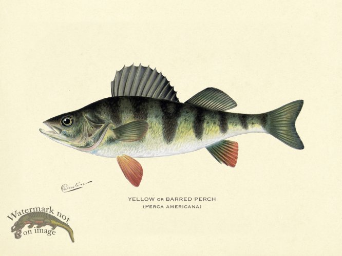 (image for) Perch - Yellow or Barred