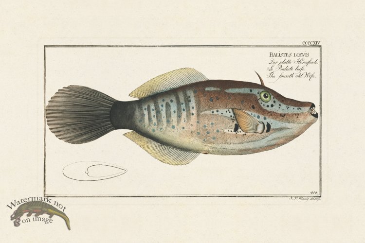 (image for) BLOCH FISH 416