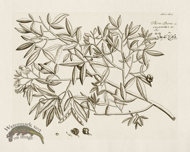 (image for) HORTUS VOl 06 13