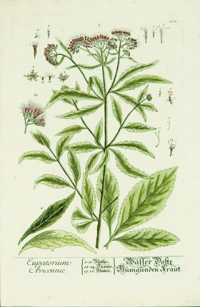 Blackwell German 162