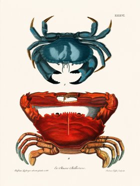 Knorr Sealife 46