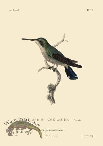 Humming Bird 16