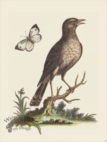 (image for) Edwards 184 Indian Thrush 