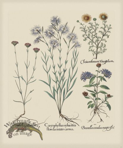 (image for) Besler 317 Colored B2