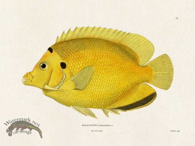 (image for) Werner Fish 012