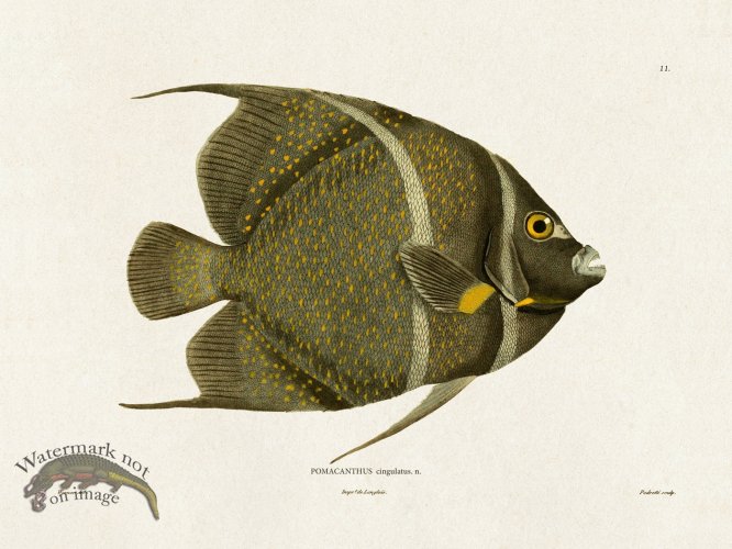 (image for) Werner Fish 011
