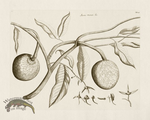 (image for) HORTUS VOl 03 30