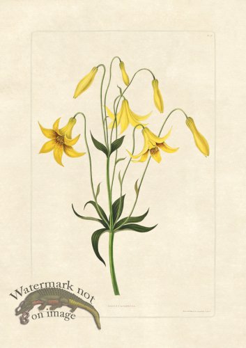 (image for) Edward bury 12