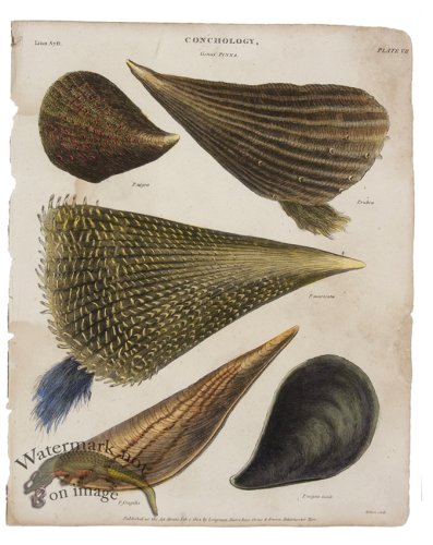 (image for) Conchology 05