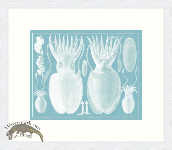 (image for) Seba B2 003 Octopus WFBP