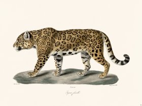 Cuvier 098 Female Jaguar