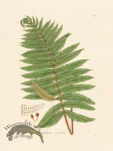 (image for) Hooker Fern 02