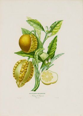 Poiteau Citrus 10