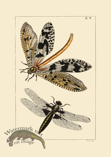 (image for) Dragon Fly 09