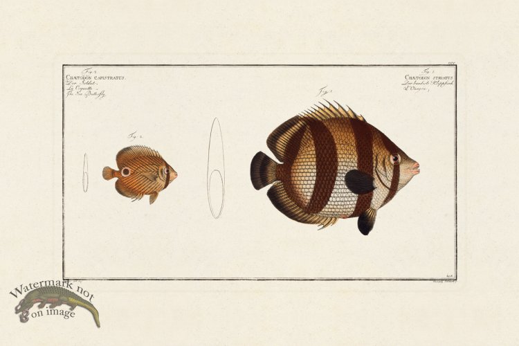 (image for) BLOCH FISH 205