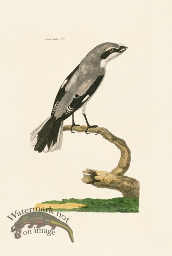 (image for) Pennant Zoology 091