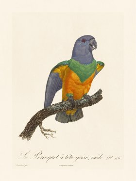 Barraband Parrot 116