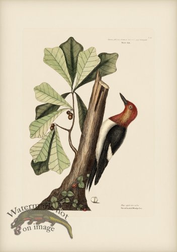 (image for) 020 Red Headed Woodpecker