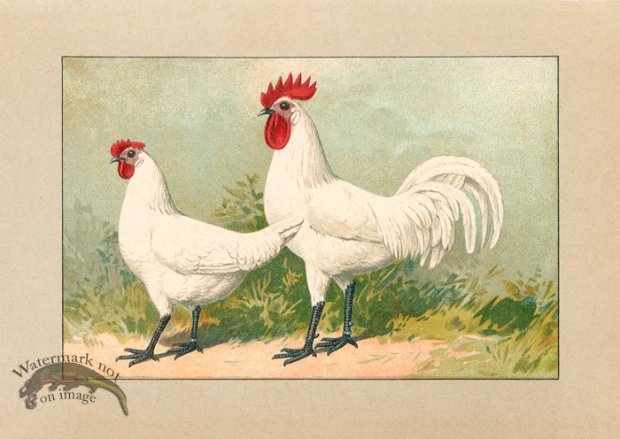 (image for) Chicken 66