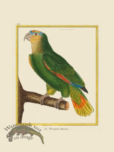 (image for) Martinet Bird 547
