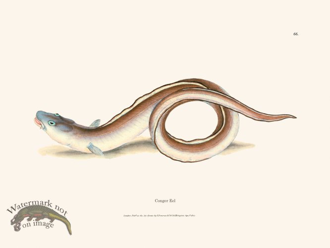 (image for) 066 Conger Eel