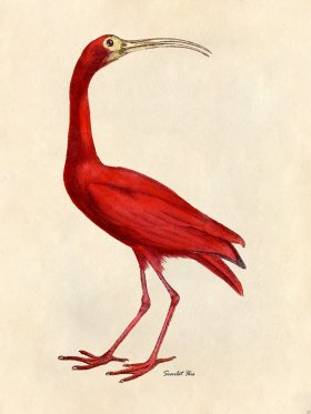 Scarlet Ibis - Tribute Bd 23