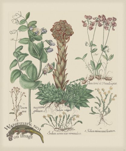 (image for) Besler 298 Colored B2