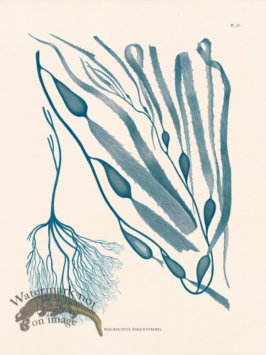 (image for) Oceanie 21