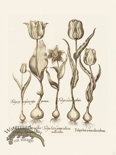 (image for) Besler 071 B1