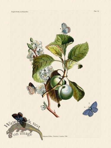 (image for) Wilkes Butterflies 032