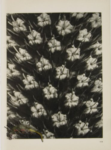 (image for) Blossfeldt T 119