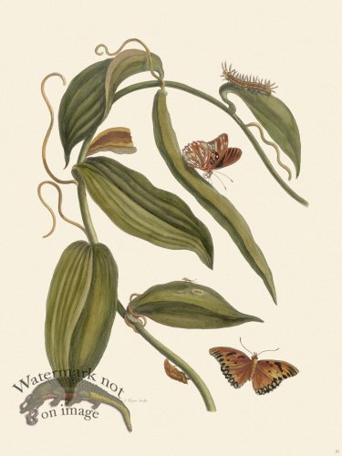 (image for) Merian Metamorphosis 25