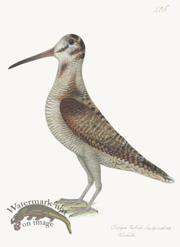 (image for) Rudbeck 206 Woodcock 18x24