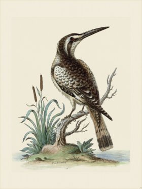 Edwards 009 Black and White Kingfisher