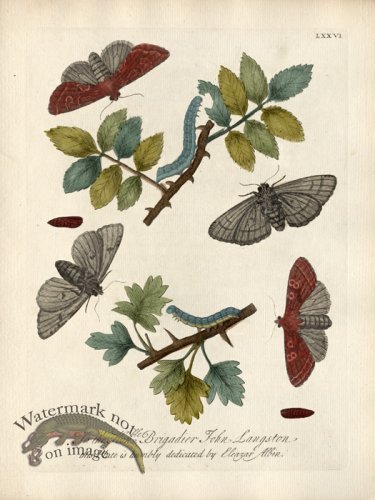 (image for) Albin Plate 76