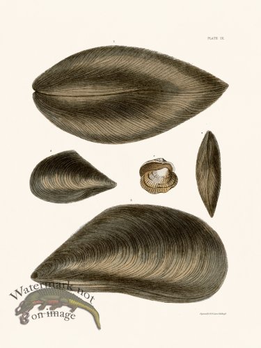 (image for) Cpt Brown Shell 09