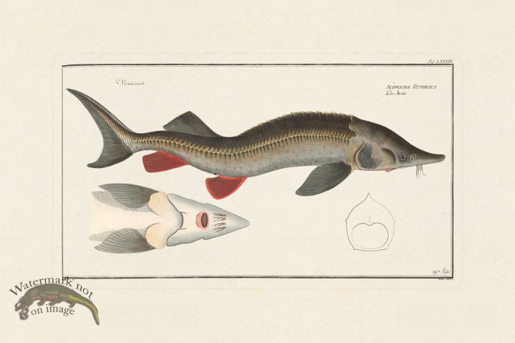 (image for) BLOCH FISH 089