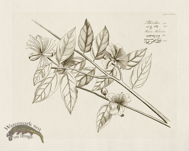 (image for) HORTUS VOl 06 57